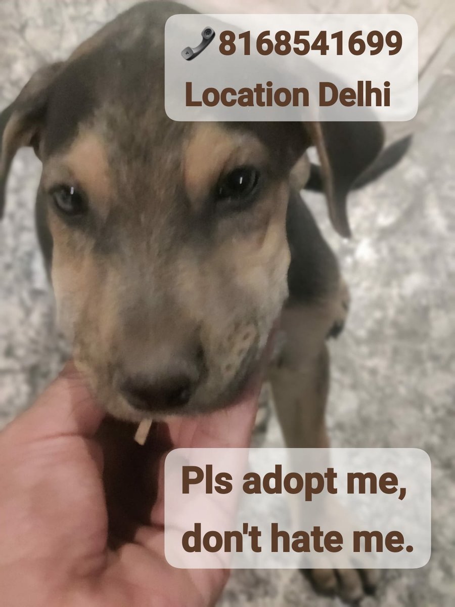 Don't buy a puppy, Pls adopt a homeless puppy 
Rescued puppies given a homely environment so that they feel better &amp; fully vaccinated. They also play with balls &amp; kids. 
u care for ur child without any conditions &amp; looks, so please adopt the puppy without any conditions &amp; looks.