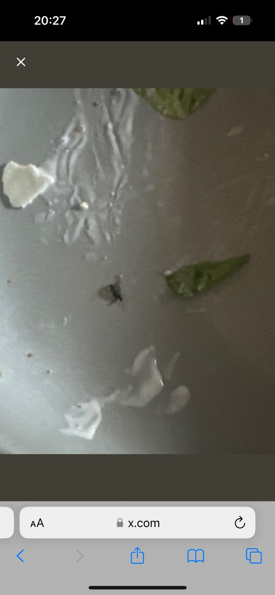 Comewithdannah tweet media