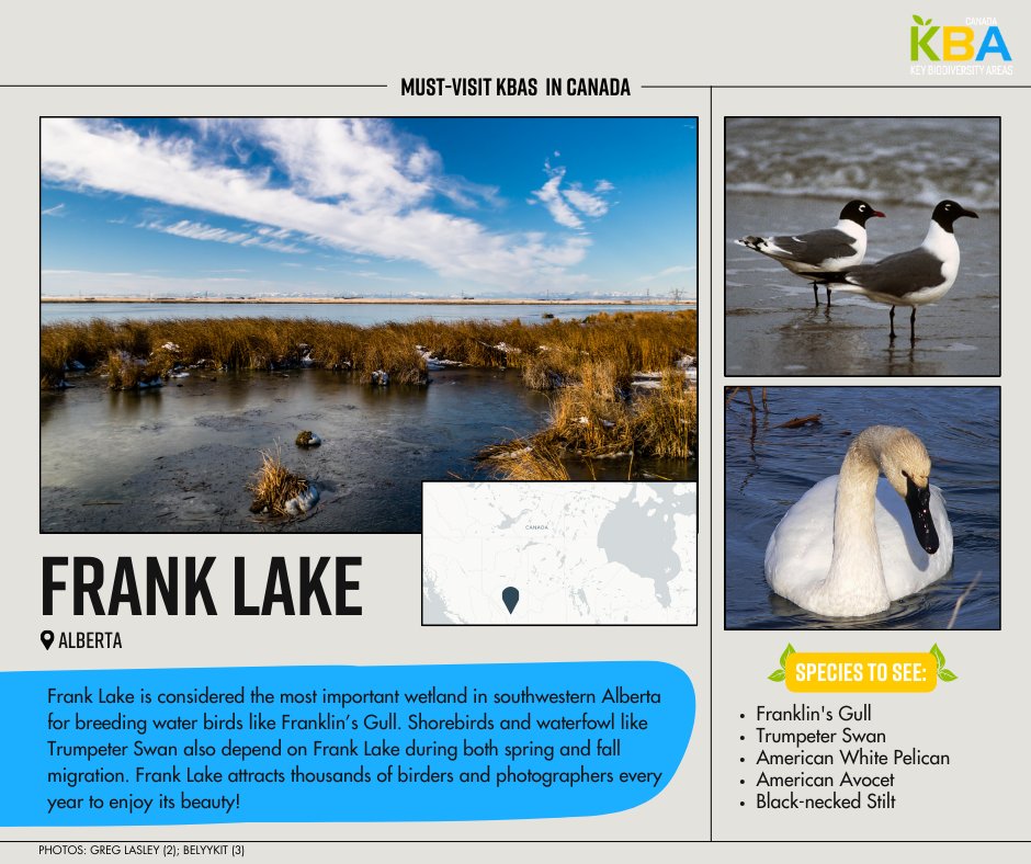 KBACanada's tweet photo. This #KBA has a history of water level fluctuations, but through partnerships with @DucksUnlimited, industry, and government, it's spared from drainage and is one of the most important wetlands in southern Alberta✨ #30DaysofKBAs https://t.co/rOTwFd55rg