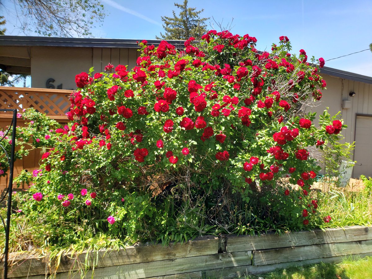 Roses gone wild! Yes, I totally should have trimmed when it was the right time of year. #FlowerReport