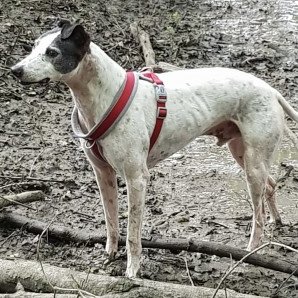 #LOST #DOG PATCH 
Older Adult #Male #CrossBreed Black & White 
Wearing Collar & I.D. #Neutered 
#Missing from #Sandhurst #Kent #TN18 South East 
Saturday 25th May 2024 
#DogLostUK #Lostdog #ScanMe 

doglost.co.uk/dog/192392