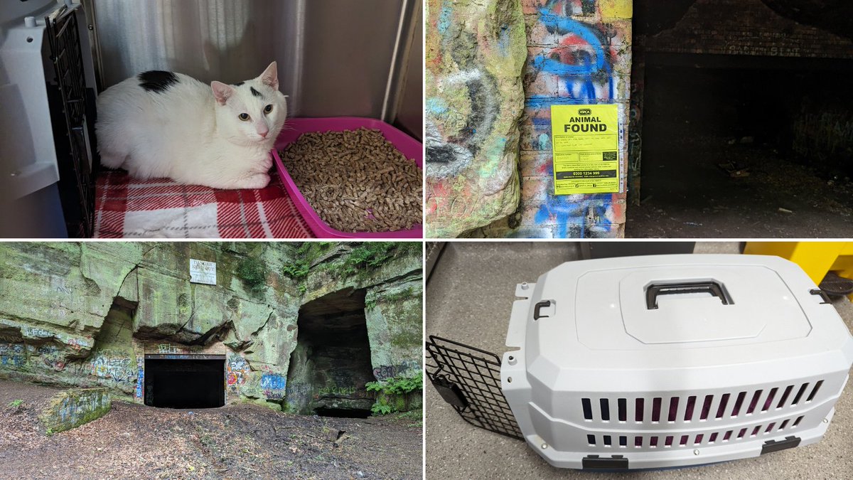 This lone kitty was found in a cat carrier inside the dark Beech cave in #Tittensor near #StokeOnTrent on May 14th💔 

Luckily, he has no injuries but is feeling a bit deflated after the ordeal. If you have any first-hand information, please call our appeals line on 0300 123 8018