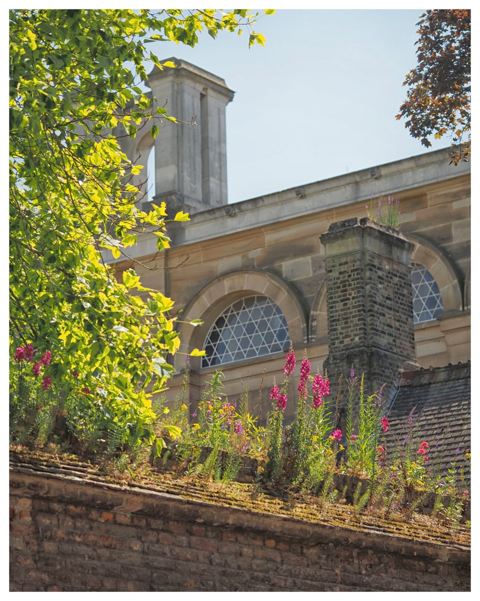 Dr Jill Whitelock (@jillwhitelock) on Twitter photo Red valerian and Snapdragons have joined the Oxford ragwort and Purple toadflax already flowering on a wall at <a href="/CaiusCollege/">Gonville & Caius College</a>. With a view across to <a href="/caiuslib/">Caius College Library</a>, once part of the old <a href="/theUL/">Cambridge University Library</a>. #WildflowerHour Red valerian and Snapdragons have joined the Oxford ragwort and Purple toadflax already flowering on a wall at <a href="/CaiusCollege/">Gonville & Caius College</a>. With a view across to <a href="/caiuslib/">Caius College Library</a>, once part of the old <a href="/theUL/">Cambridge University Library</a>. #WildflowerHour