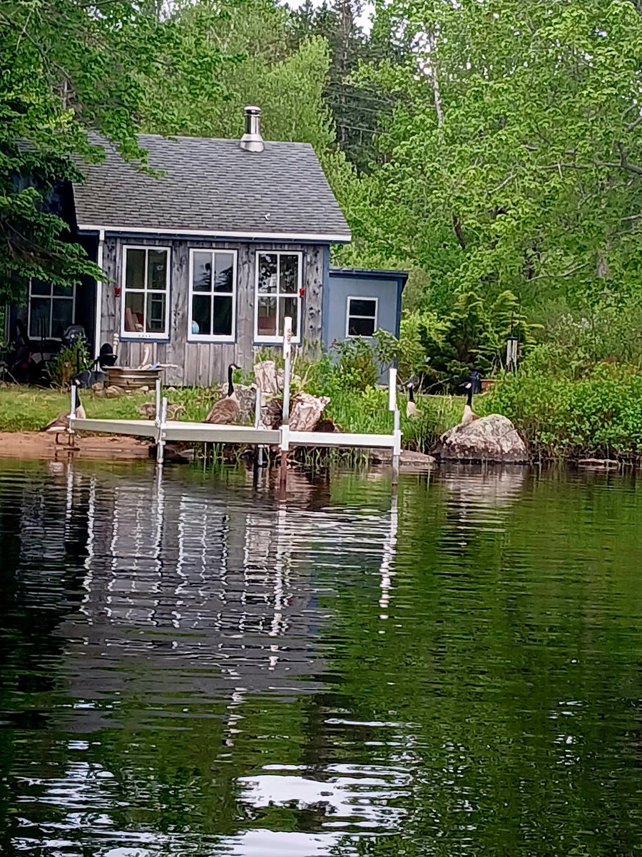 The geese were telling me off during my morning paddle today. #loons #canadageese ##annapoliscounty #ruralnovascotia