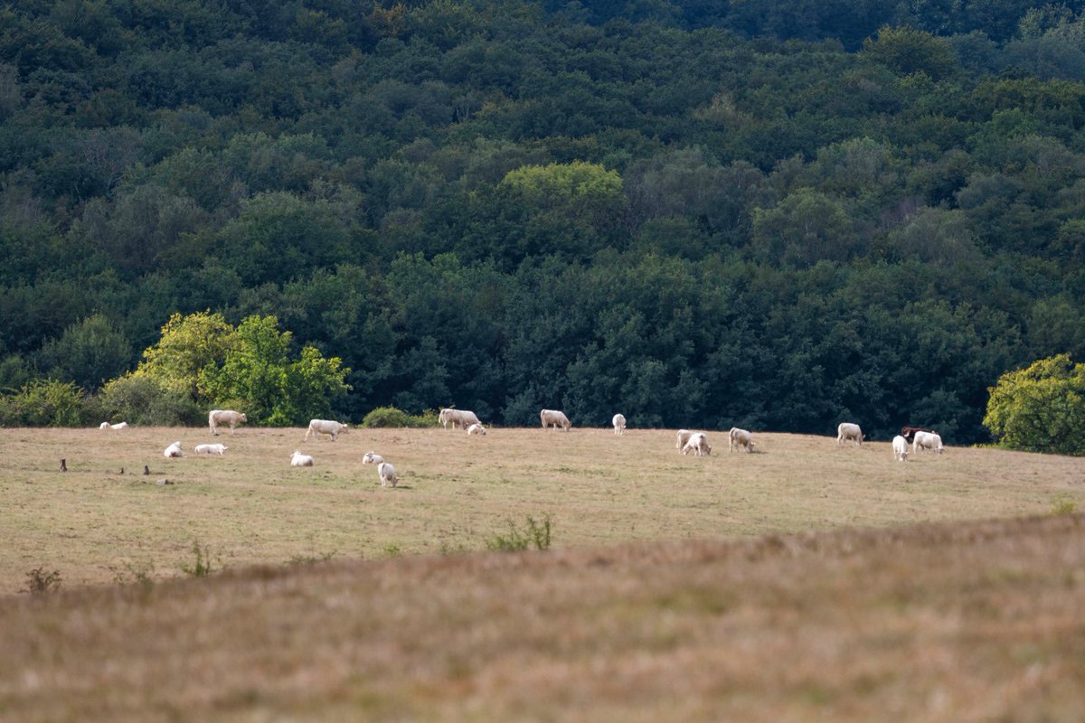 Demain, le Conseil d’administration de @FranceAgriMerFR se prononcera sur les dispositifs de la planification écologique, afin d’accompagner les agriculteurs et les filières agroalimentaires dans leur transition vers un secteur alimentaire : Plus résilient, mieux adapté aux