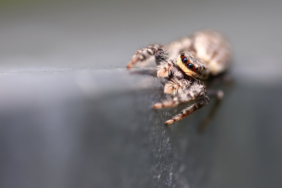 Fencepost Jumping Spider