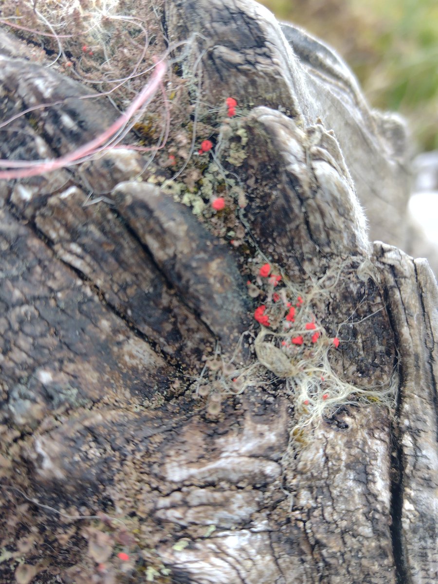 Small is beautiful on our Bog Safari Hike.... matchstick lichen on ancient bog oak.

#peatland #bogs #biodiversityweek #biodiversity #hiking #guidedwalks #DiscoverIreland #Inishowen