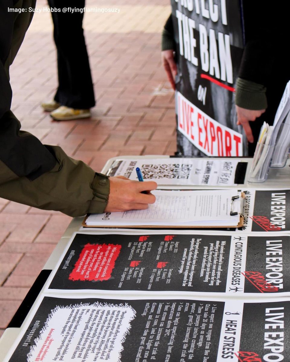 EndLiveExportNZ's tweet photo. Hitting the streets to tell the TRUTH about live animal export! Thanks @WlgVeganActions for your mahi ❤️

✍️ SIGN THE PETITION HERE ➡️ https://t.co/pw8ssyeihX https://t.co/GoY1PtHSMe