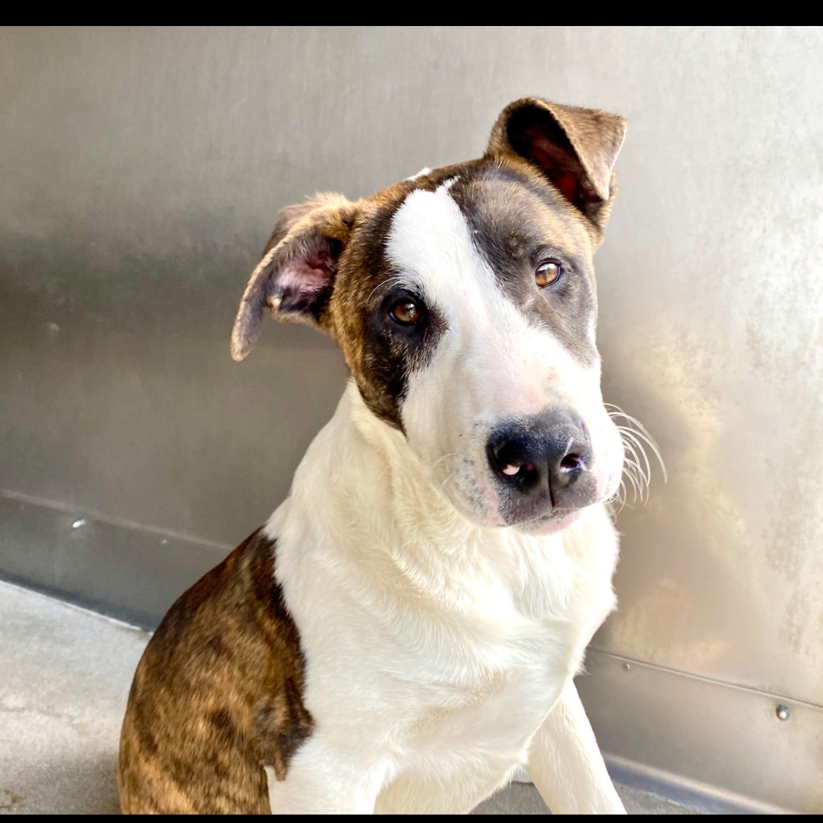 @TomJumboGrumbo I don’t understand how we (USA) got here. We kill healthy, beautiful puppies! 13 month Lafayette #A563535 in San Bernadino CA is outta time. To Be Killed! Know a Rescue? Know anyone who loves dogs in Southern CA? Plz network sweet Lafayette now! #pledges & RT’s help!
