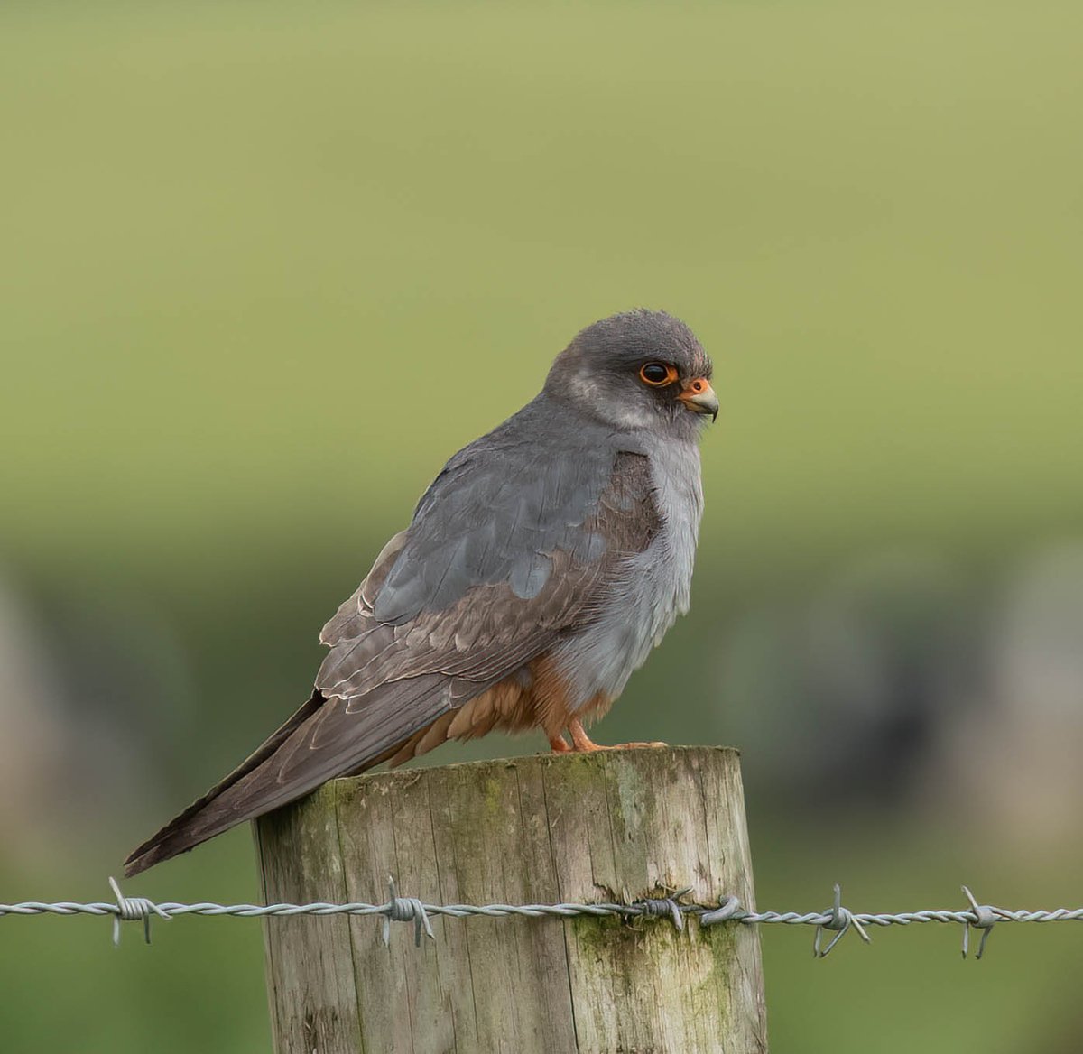 Red Footed Falcon  . (Cumbria)