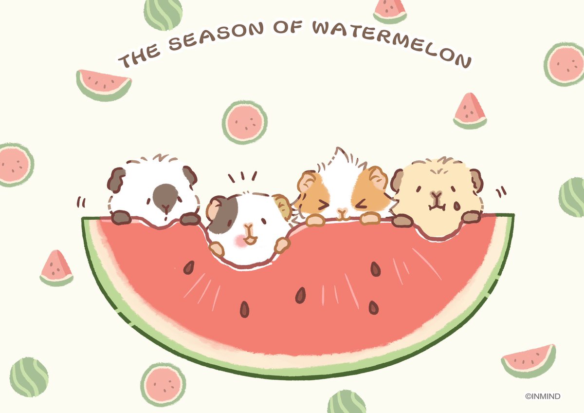 #モルモット #guineapigs 🍉✨