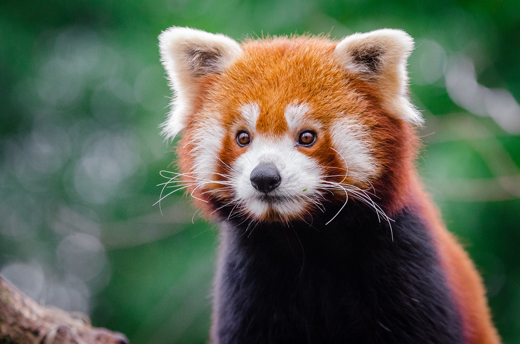 Red Panda Every Hour! (@RedPandaEveryHr) on Twitter photo 2024-05-26 19:46:48