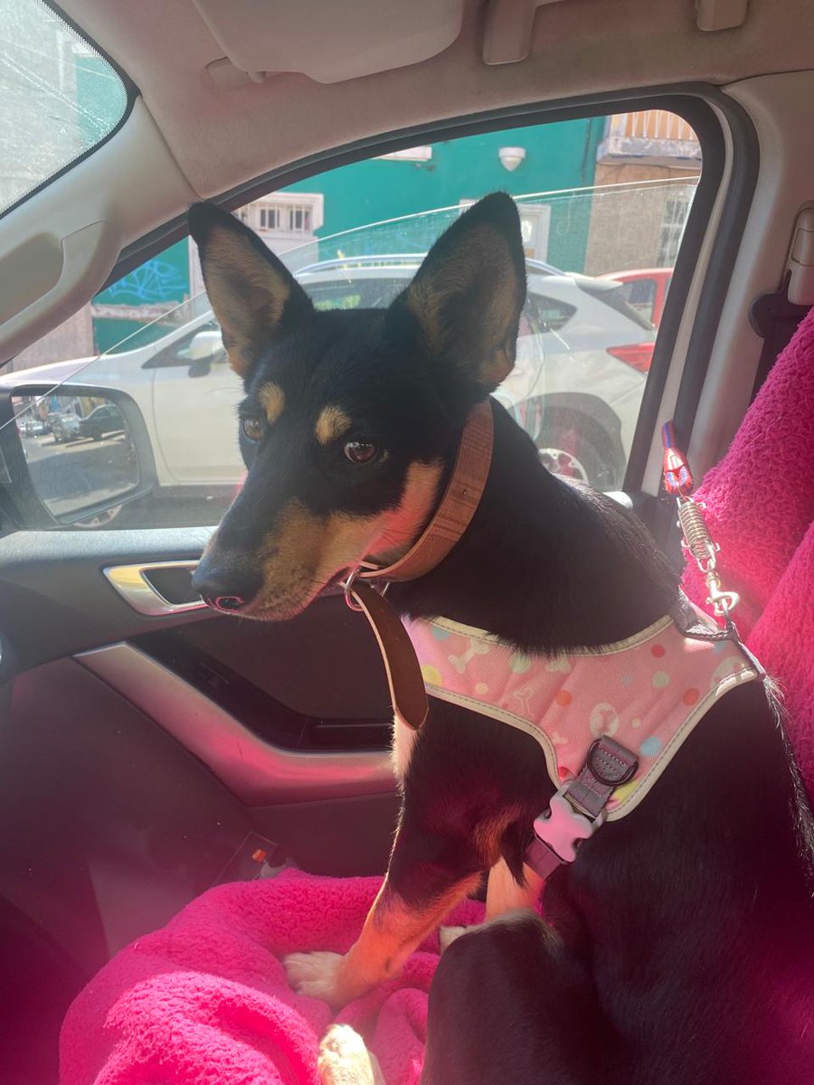 xiceucar's tweet photo. Hola Necesito encontrar hogar para Sacha, divertida, cariñosa, limpia, solo necesita que la quieran...está desparasitada, esterilizada, chip, vacunas al día. Es mediana, pesa 20 kilos. #Antofagasta #adoptaunperrito @AntofagastaTV @ciudadanovidela @TLAntofagasta https://t.co/hsmC4RPGb4