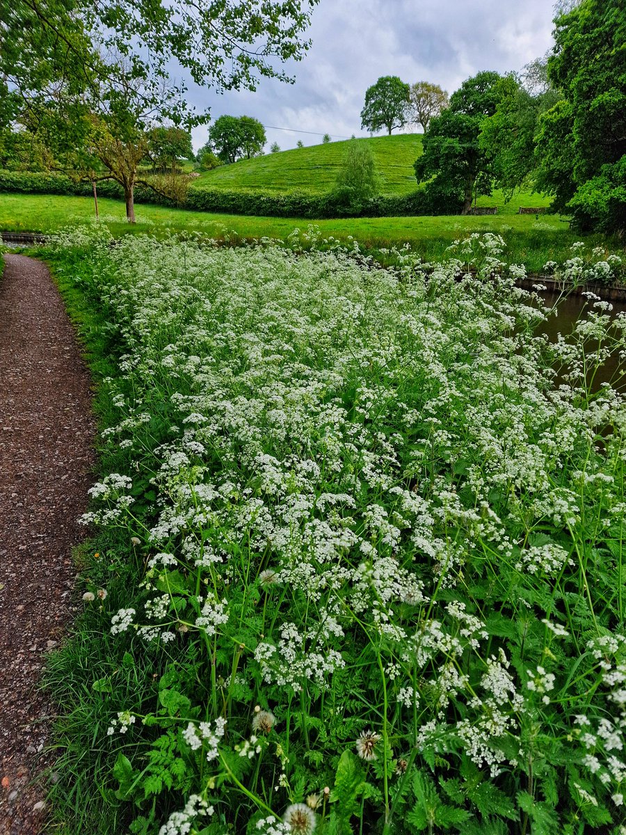 The most beautiful sea of cow parsley along the Caldon Canal towpath! 🌼🌼🌼 #WildflowerHour