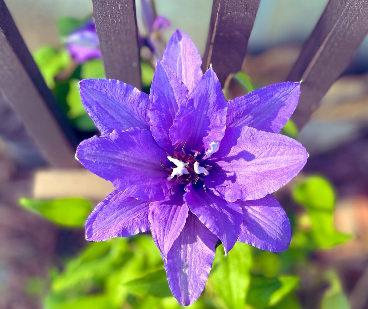 This 2 year-old clematis was particularly difficult to get going, but here it goes. We’ll fertilize, protect from the wind and disease and nurture this beauty. #FlowerReport #flowerphotography #FlowerGardening #PurpleFlowers