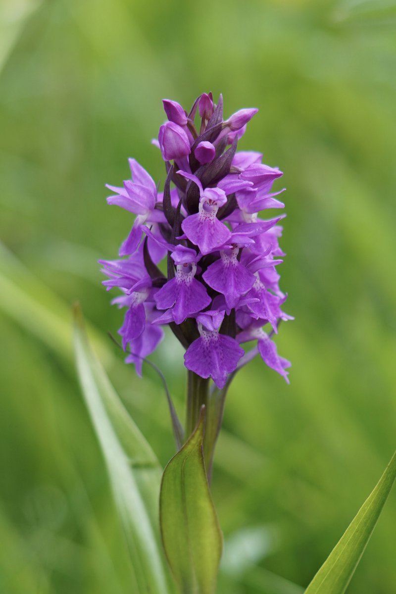 The prettiest pinky purple Marsh Orchid, but is it a Northern or Southern? Seen at a N Yorkshire hay meadow SSSI @YorksWildlife @YWT_North #WildflowerHour #orchids