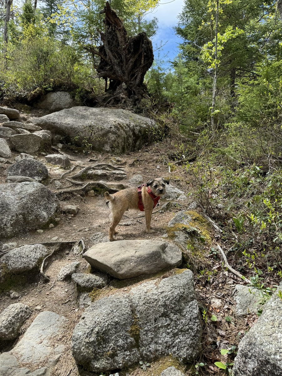 Hubble_BTerrier's tweet image. We hiked the Crowbar Trail today. First time this year. 😃🐾🐾🐾 #NSTrails #BTPosse