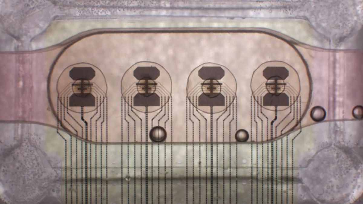 World's first bioprocessor uses 16 human brain organoids for ‘a million times less power’ consumption than a digital chip trib.al/RLZvKpy