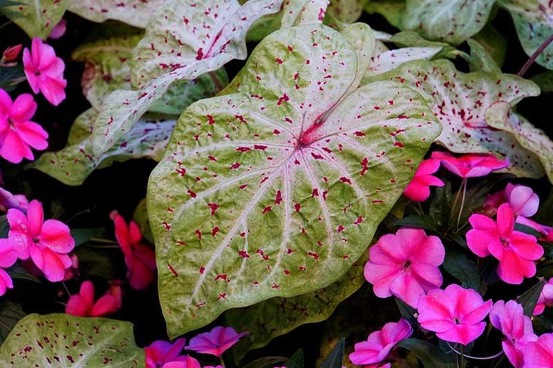 Gardeners_Path_'s tweet photo. How to Grow Colorful Caladiums - caladiums are tropical foliage plants that come in an array of bright, variegated colors. Learn how to plant and grow these beauties now on Gardener's Path. https://t.co/hN5zbfJmVo #caladiums #foliage https://t.co/9NILGARLmd
