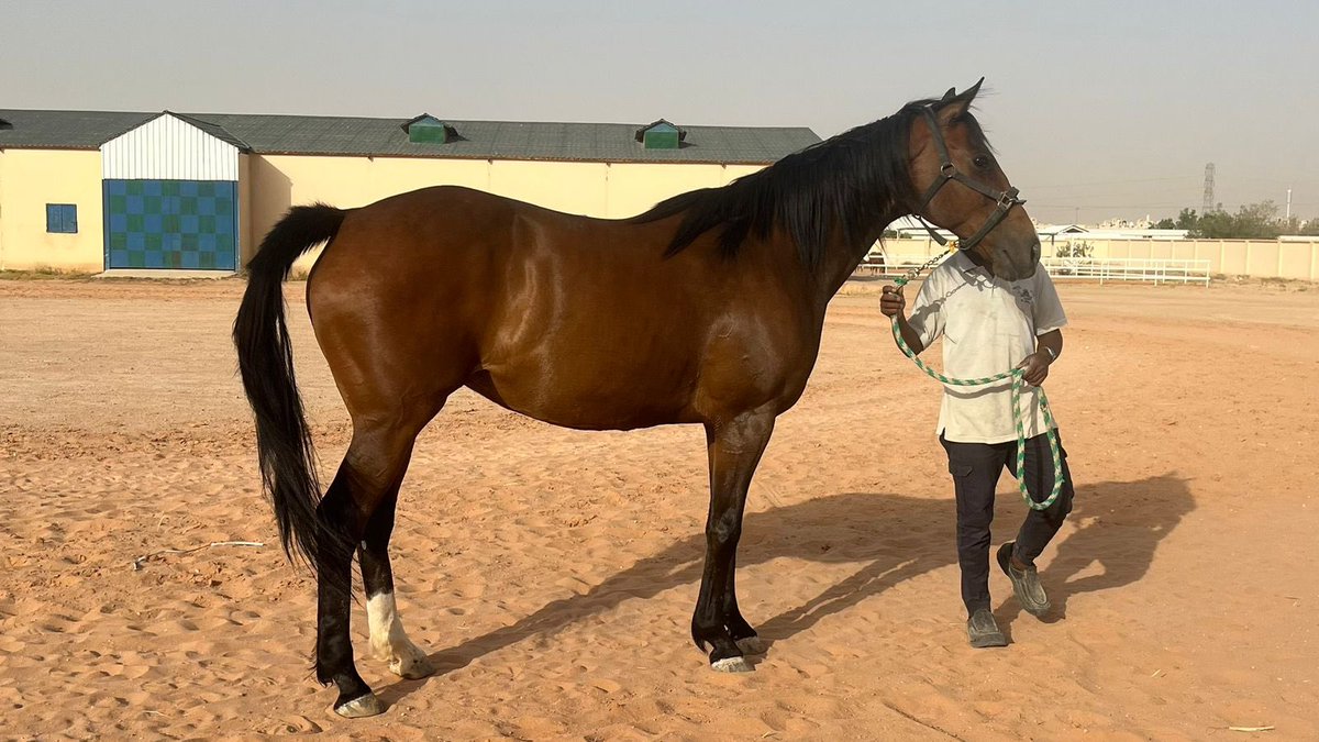 مزاد(أبوعبيد) للخيول tweet media