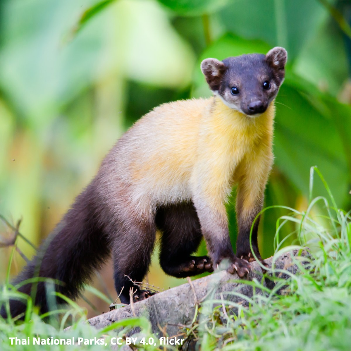 Meet the yellow-throated marten! Unlike other mustelids, this critter often travels with two to three other individuals. Hunting as a group helps it take down large prey, like musk deer, on occasion. Its typical meals include small mammals, reptiles, fruit, insects, & birds.