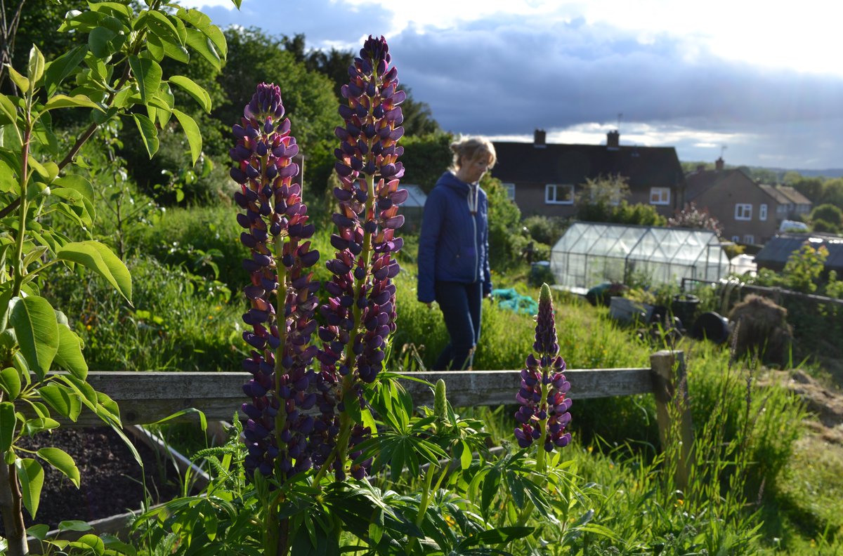 Dawn of the Lupins...... #allotments #lupins  #love