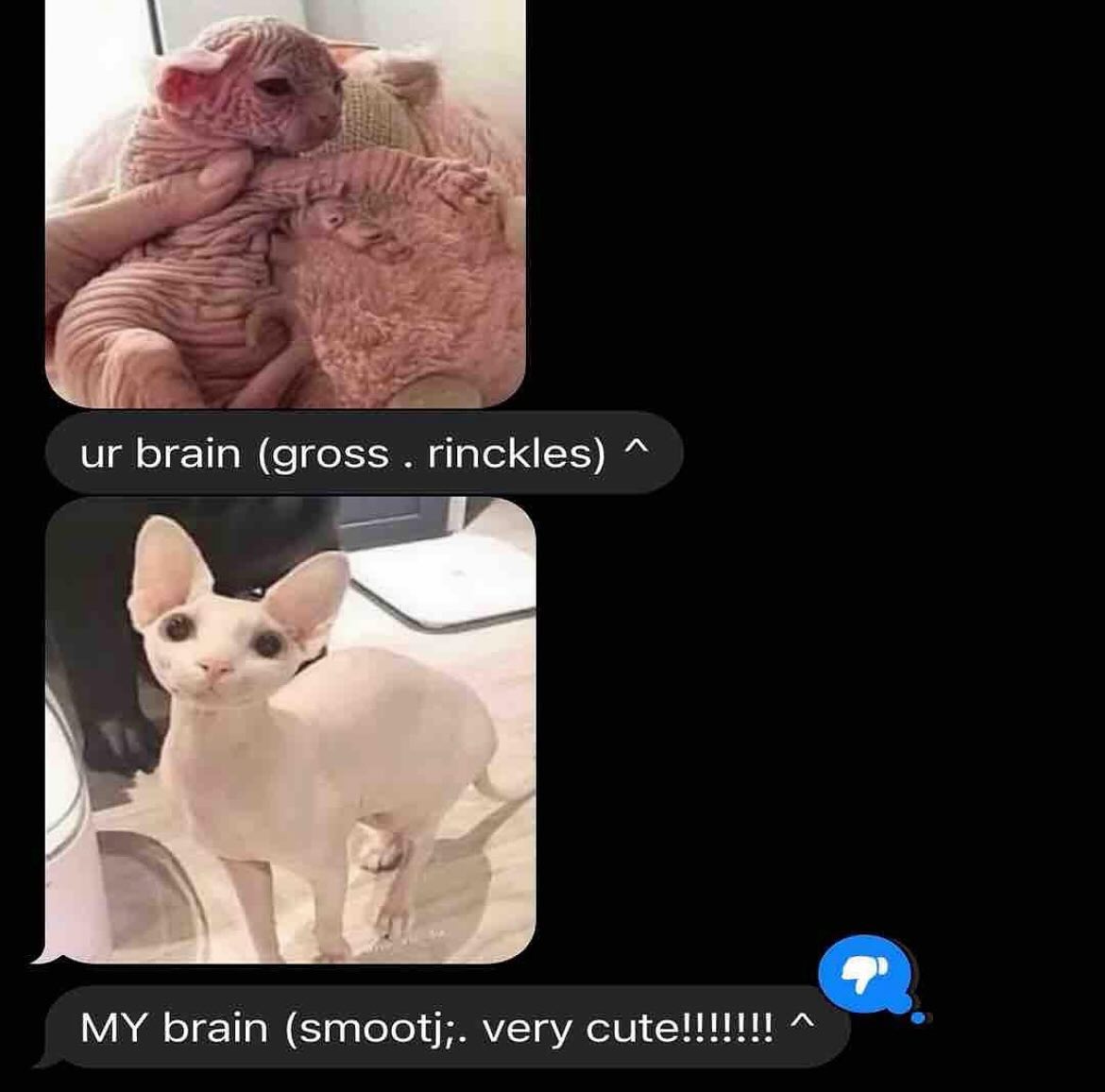 PunchingCat's tweet image. 