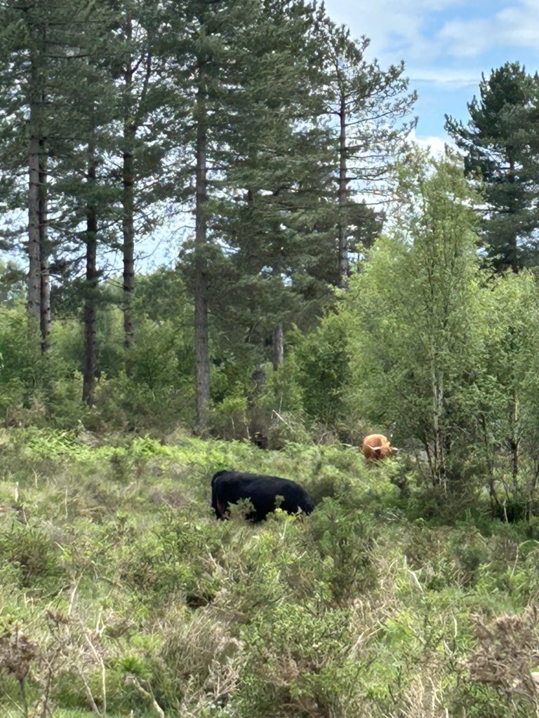 Highland cows doing their thing 💜