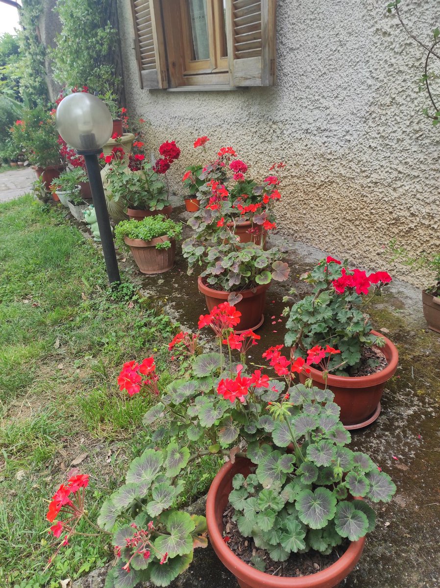 gianni_runco's tweet photo. Se si insegnasse la bellezza alla gente, la si fornirebbe di un’arma contro la rassegnazione, la paura e l’omertà. #peppinoimpastato #fiori #fioritura #giardinaggio #giardino #bellezza #orti #natura #green #verde #cultura #giardiniere #bio #API #insetti #bombi #vegan #govegan https://t.co/NSjZ10HTz8