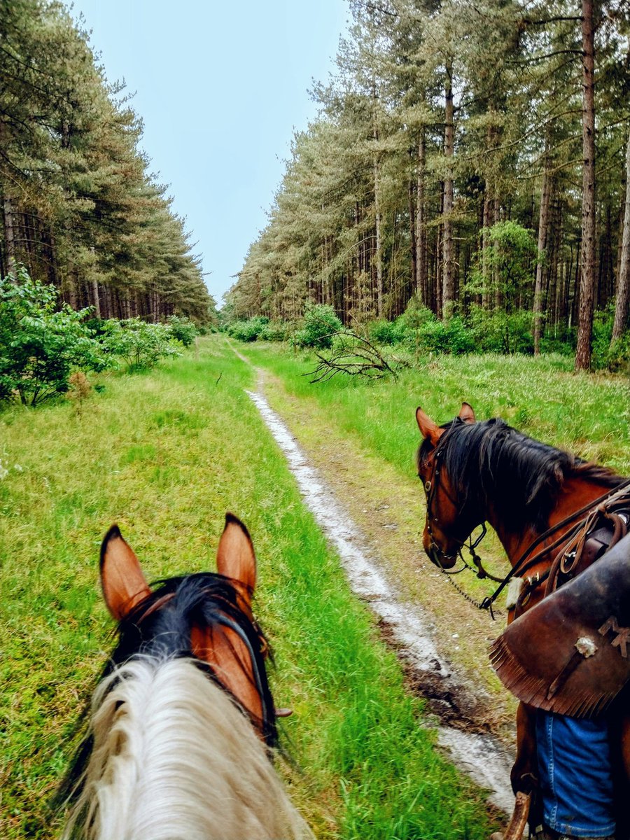 'Exploring nature's trails, one hoof at a time. 🐴🌲 #TrailRiding #Horseriding #NatureLovers'