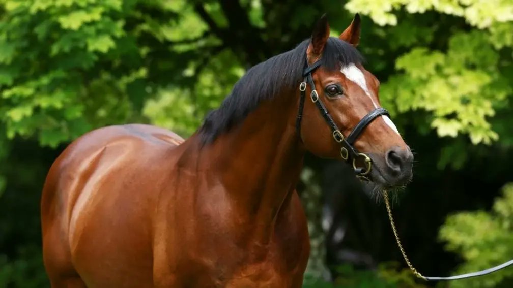 A new Group winner for Galileo as Chief Little Rock leads from start to finish in the Heider Family Stables Gallinule Stakes.

The colt was bred by Coolmore out of the Group 1-winning Fastnet Rock mare Amicus and hails from the family of Starspangledbanner.