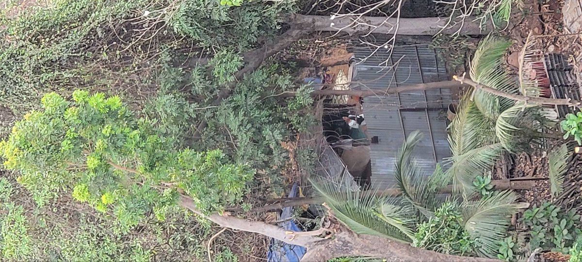 mann_hs's tweet image. @TMCaTweetAway pics of Patlipada forest behind Hiranandani Estate taken in Apr 2019 and TODAY. See how slowly encroachments are hapenning. New hutments are coming up and people settling down here does not seem to be local from Mah. Why is TMC silent on this? @mieknathshinde Con 2