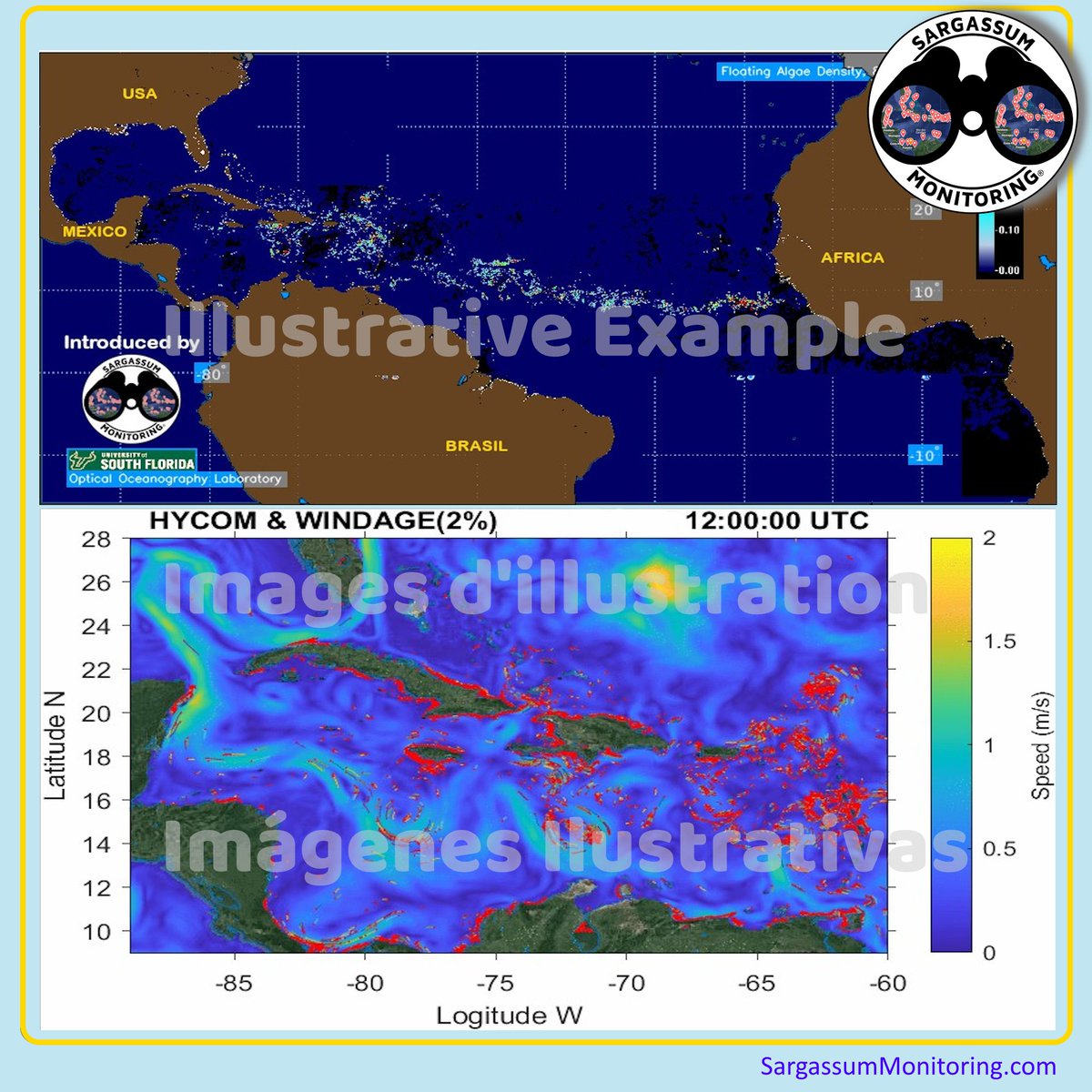 Big arrival of #sargassum in the Atlantic! #Caribbean #Atlantic , the latest forecast is on our website: sargassummonitoring.com/en/map-of-sarg… #Mexico #Mexique #DominicanRepublic #Florida #Caraibes #Caribe #RepubliqueDominicaine #USVI #BVI #Cuba #Jamaica #Jamaique #sargazo #sargasses