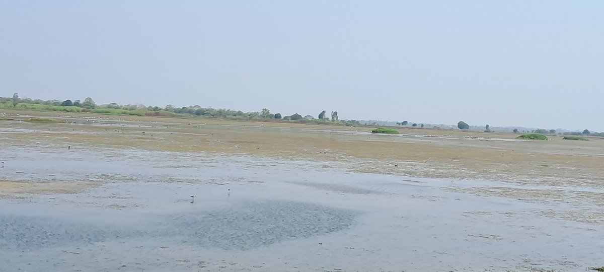 vipinvyas's tweet photo. A warm sunny morning, well spent with Green Teens of RMNH (MoEFCC) on the shore of Bhoj wetland of Bhopal...a Ramsar site https://t.co/hN5JFKGXRf