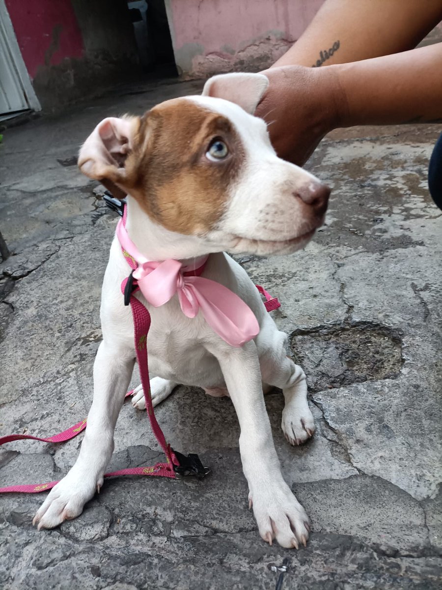 VIBRAmascotas's tweet photo. Amigos esta nena necesita ayuda urgente, un hogar temporal o definitivo. Urge urge, la encontró una niña y le dieron chance de tenerla unos días alguien que la pueda recibir???.#rt #sos #ayuda #adopta #cdmx 
Wats 5548724347 https://t.co/9tewSahwXC