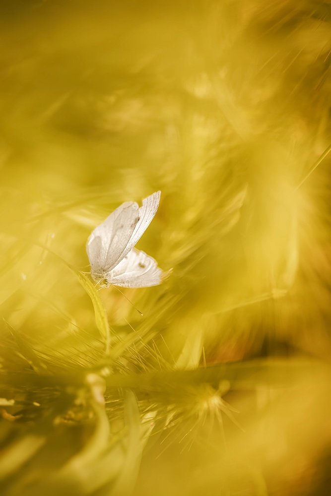 In search of Butterflies today...📷😊