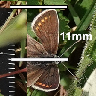 At Draycott Sleights recently I thought the Brown Argus were often quite small & easily confused with Small Blue when in flight. Tricky to get a ruler close, but I estimate the wingspan of this BA to be about 22 mm cf 25-31 mm in ref book. Anyone else seeing small BA? @BCSomerset