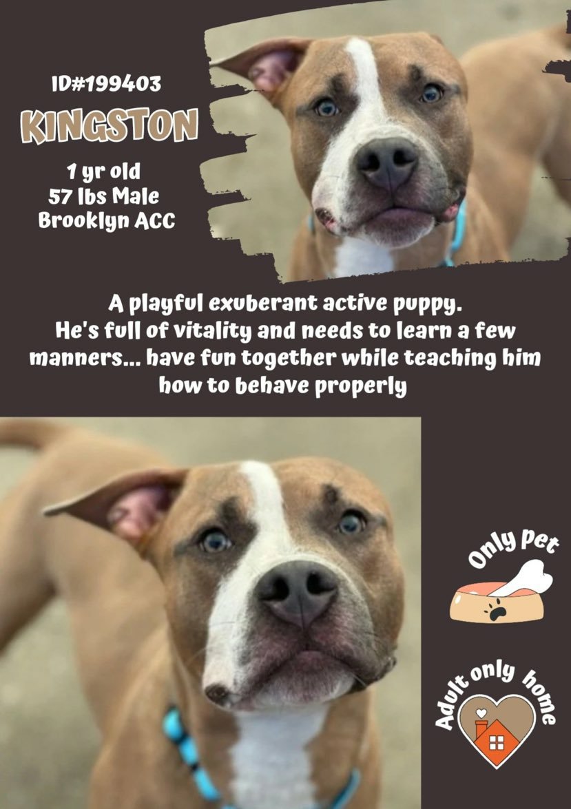 ❤ New Intake KINGSTON 1y #BACC #199403 Handsome Active playful boy loves the joys of life needs  puppy manners physicalmental stimulation has  resource guarding easily rectified will suit Active person Dm @CathyPolicky @SuzanneSugar #FostersSaveLives #Adoptme #Pledge Rt Share 🐕