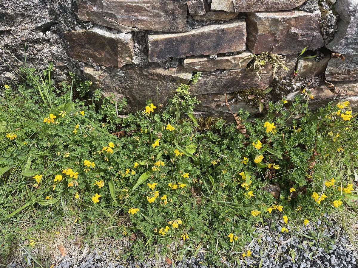 Today’s walk was a hurried pace between the showers #connemara