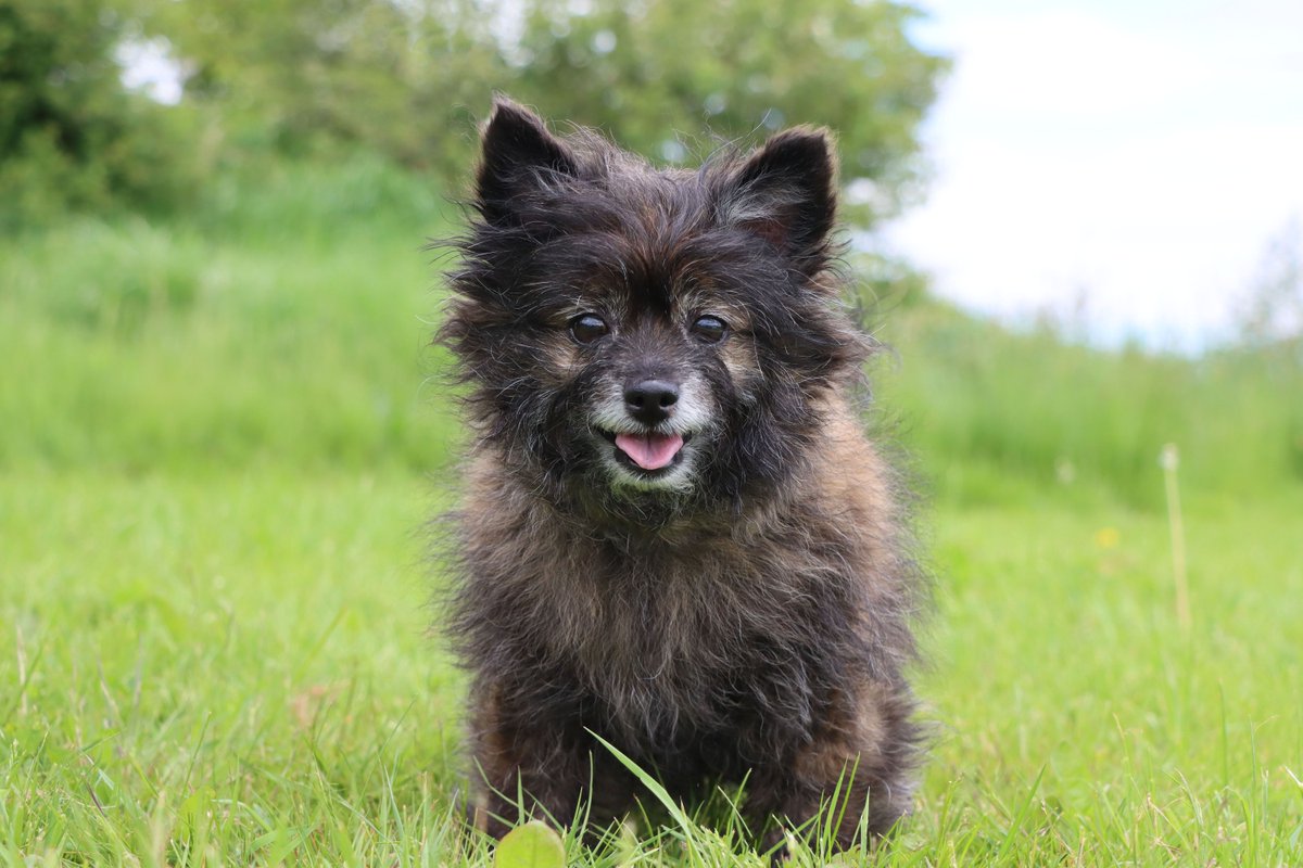 Brightening up your feeds with this little cuteness of fluff 🤗

Scrappy met his family today and is now reserved! 🥳

@DogsTrust 
#DogsTrustDarlington #CutenessOverload #HappySunday #PhotoOfTheDay #Adorable