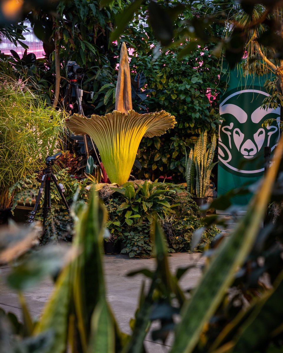ColoradoStateU's tweet photo. Cosmo the corpse flower is in full (and smelly!) BLOOM 😲

This rare flower has been in the CSU Plant Growth Facilities greenhouse since 2016, and this is its first-ever bloom. https://t.co/bdDTji1gPb