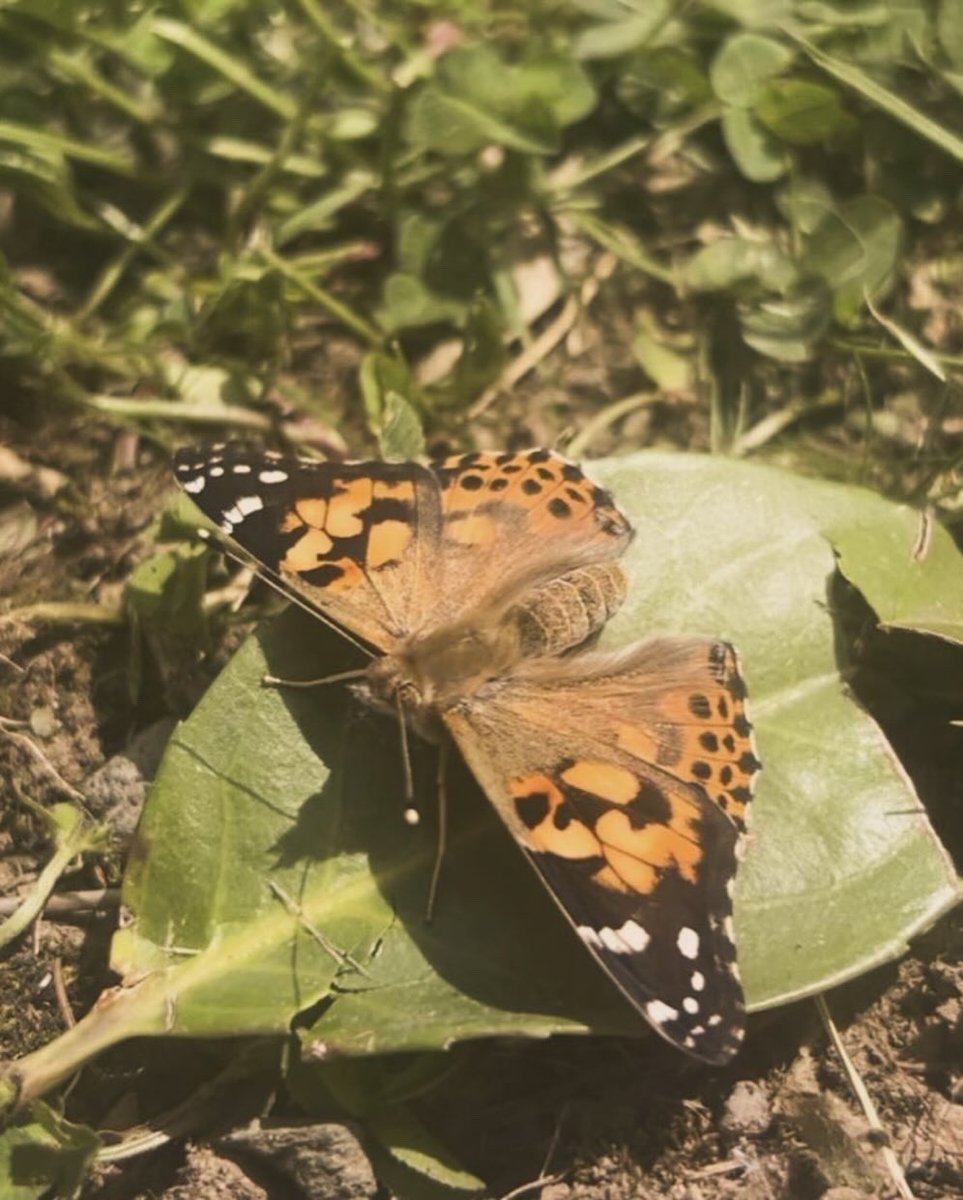 MrJTench's tweet photo. Our butterflies have finally hatched and are now ready to be released 🦋🦋 @AllsaintsRCP https://t.co/i6tJQ4IWTy