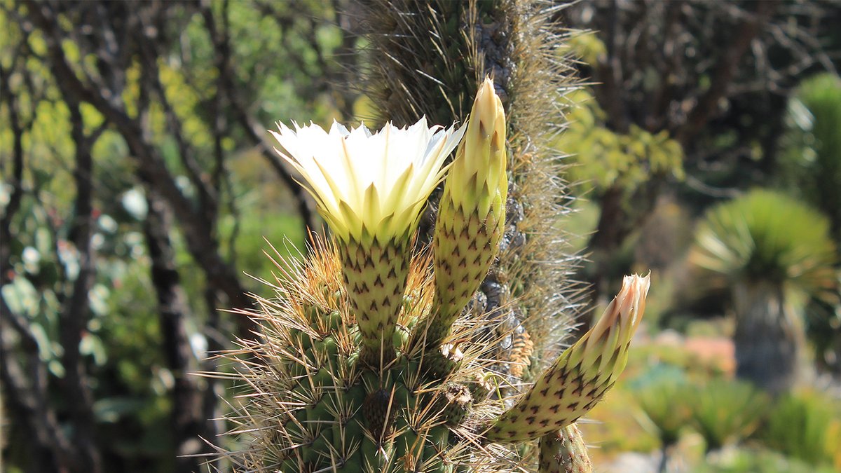 Bloom watch! Looking for something to do this #Memorialweekend? Visit the Garden & immerse yourself in all that nature has to offer! We're open today & tomorrow, 10:00 am–5:00 pm! Cacto (Echinopsis chiloensis) blooming in the Deserts of the Americas Area, Bed #167 #cactus #ucbg