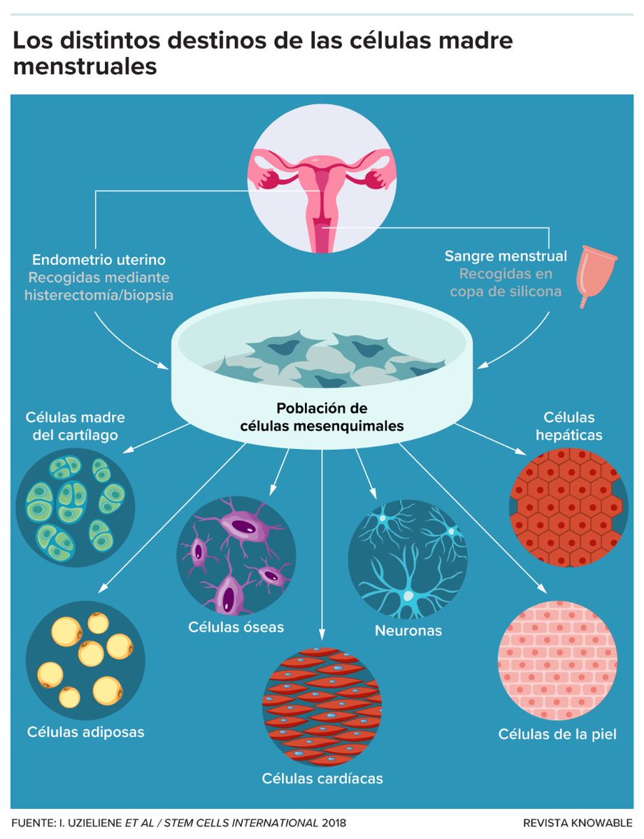 💫 Diferenciación

Como ya se ha comentado, una MenSC pueden convertirse en otro tipo de célula más específica, como una cartilaginosa, adiposa, muscular, entre otras, incluso en transformarse en células madre pluripotentes inducidas (iPSCs) 🫀🫁