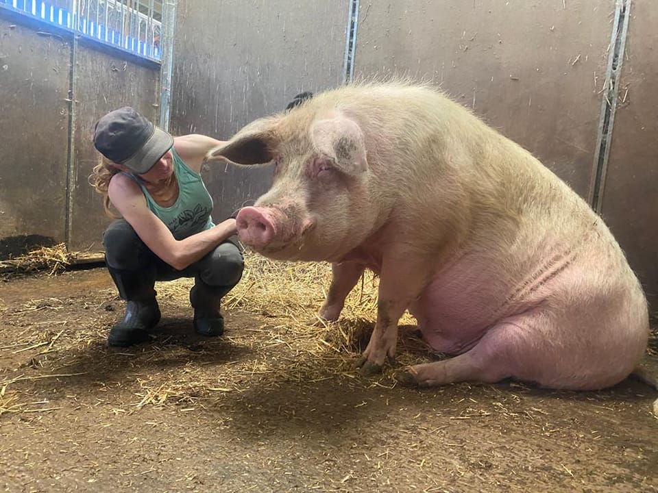 “We have always held to the hope, the belief, the conviction that there is a better life, a better world, beyond the horizon.” Sasha @BTWsanctuary and Pigoneers are ensuring a better life & world for a 99 rescue pigs. Join us only £2.50/$3.48 a month🔽 globalvegancrowdfunder.org/pigoneer-2000-…