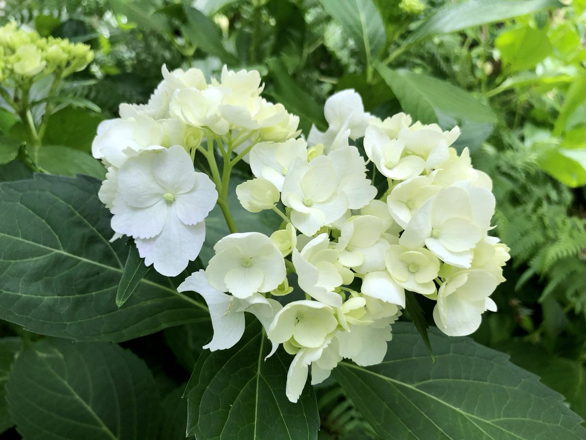 紫陽花咲き始め✨たけど、花びらが丸くかじられてた🧐🤨調べたらハキリバチ🐝らしい…巣の材料にするんだって…あらステキ🤍