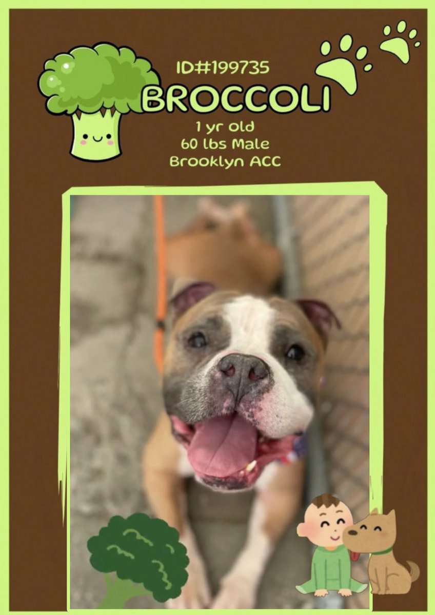 🐕 New Intake BROCCOLI 1y #BACC #199735 Adorable friendly pup lots of energy great with kids loves toys will need lots of outlets for his energy Dm @CathyPolicky @SuzanneSugar #FostersSaveLives #Adoptme 🙏 #Pledge Share 💖🐕