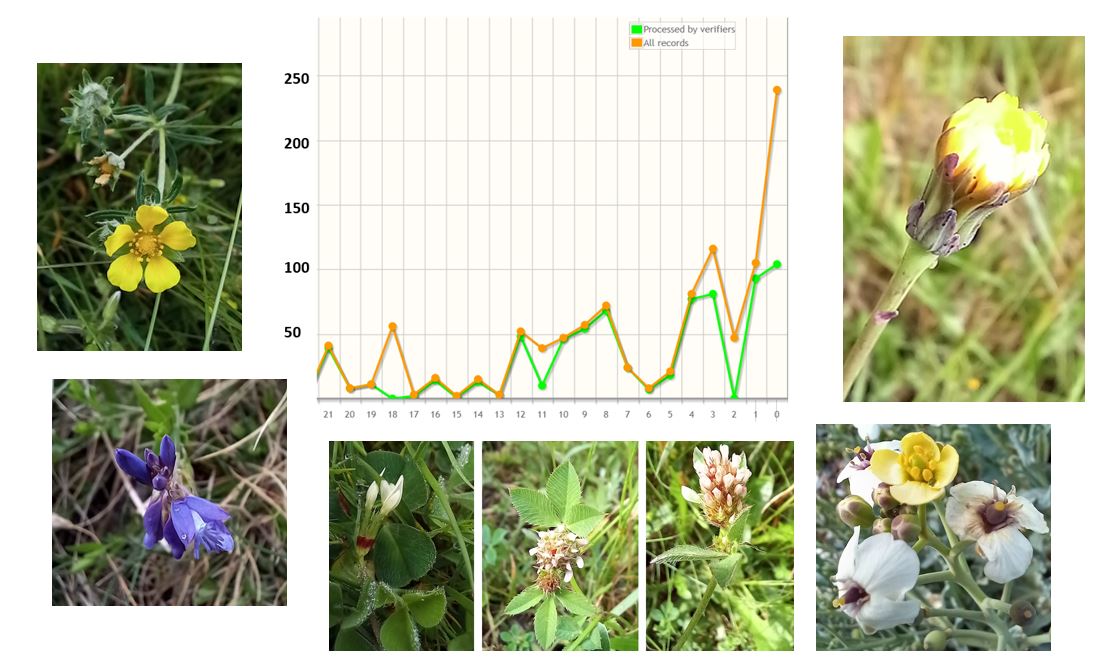 Treebeard_793's tweet photo. It's that time of year when there's just to much to see (and to record). #iRecord Mostly botany + a few invertebrates (bird records separate on #BirdTrack).
Been getting to visit some lovely sites and habitats lately - more of that later on in #WildflowerHour
@___BRC___ https://t.co/u898naKtEQ