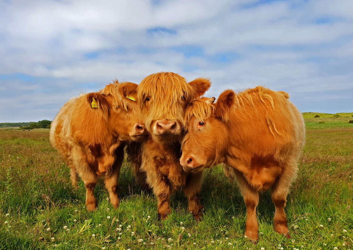 These Highland "coos" want you to know it's time to plan your fall adventure and go see them!

If you're considering a trip to Scotland (or elsewhere in Europe) this year, we're here to help you take travel planning by the horns: hubs.li/Q02ys94D0