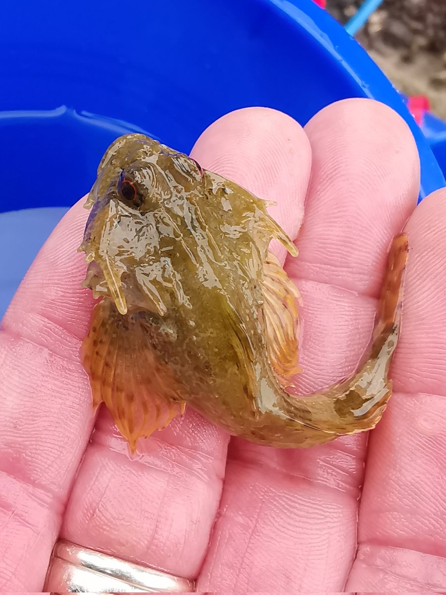 We had another cracking Rockpool event today, thankfully in dry weather! As always thank you to everyone that joined us and made it a really fun session.